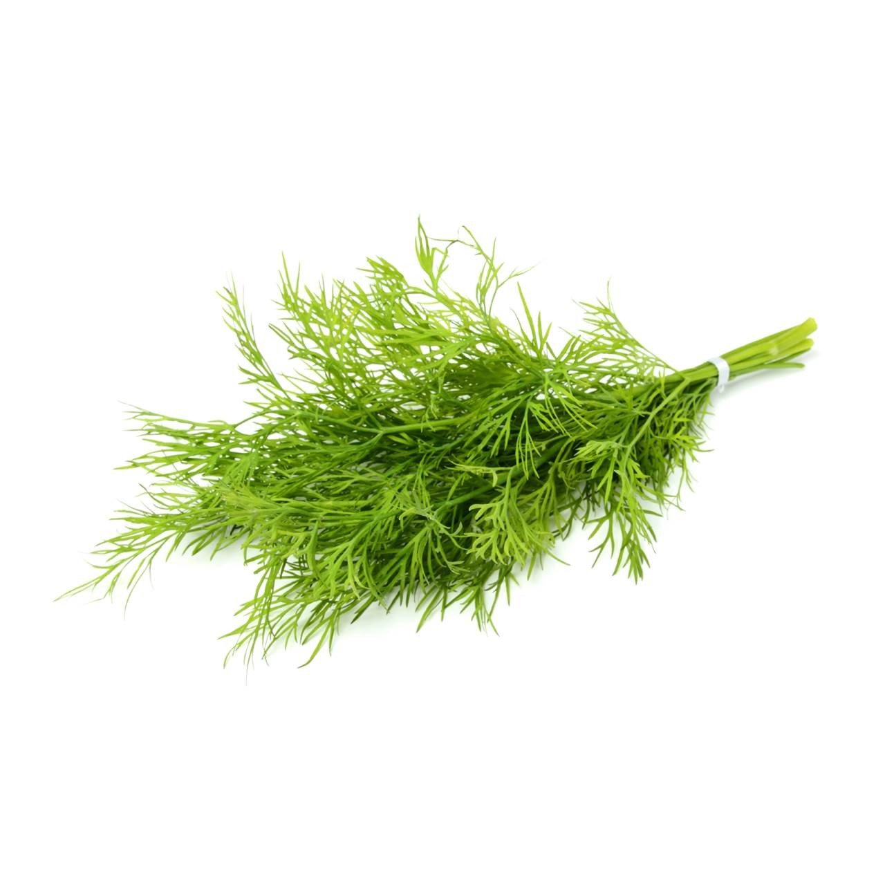 Bio Knospe Dill frisch aus der Schweiz KEIN VERSAND