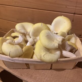 Bio-Pilze & more vom Biohof Schneebeli aus Obfelden