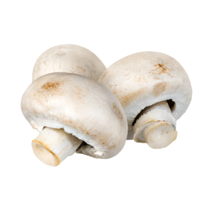 Bio Champignons weiss aus der Schweiz 1 kg KEIN VERSAND