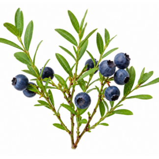 Heidelbeeren wild TK aus Kanada (Vaccinium angustifolium) 2kg NUR ABHOLUNG