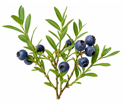 Heidelbeeren wild TK aus Kanada (Vaccinium angustifolium) 2kg NUR ABHOLUNG